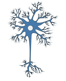 Mature Neurons - Antibodies.com